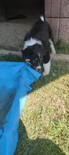 Australian Shepherds