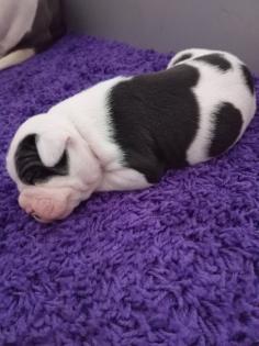 American Bulldog Welpen suchen Traumschloss