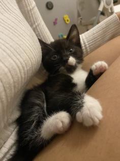 Kitten 12w sucht ein liebevolles Zuhause