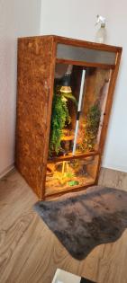 Kornnatter mit Terrarien