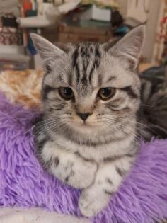 Zauberhafter kleiner BKH Kater mit Ahnentafel geimpft entwurmt gechipt kastriert aus HCM PKD