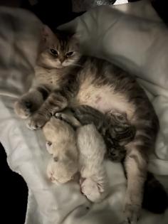 BKH kitten reinrassig geimpft gechipt