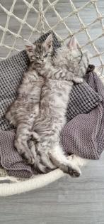 Maine Coon Kitten / Coonies /Kitten