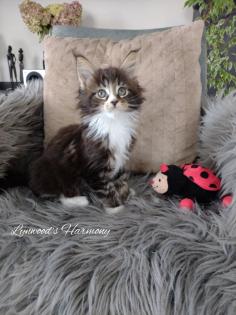 Wunderschöne reinrassige Maine Coon Kitten