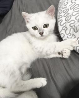 Verschmustes BKH Baby Mädchen Farbe Tabby Silver shaded