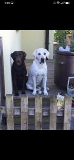 Verkaufe schöne Labrador Welpen