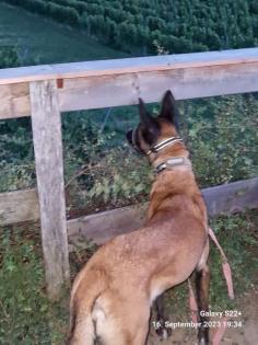 Malinois Hündin 6 Jahre mit Papiere