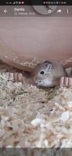 Rennmaus weibchen