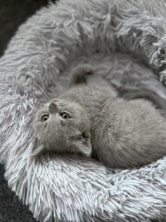 Wunderschöne BKH Kitten Farbe Blue Lilac