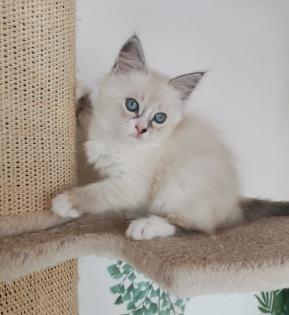 Neva masquarade Sibirische Waldkatze kitten