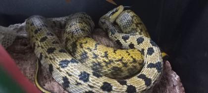 Taiwan- Schönnatter Elaphe teaniura frisei