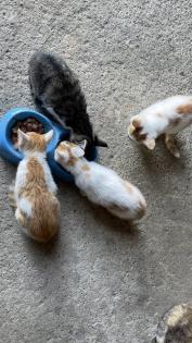 5 süße Katzenbabys abzugeben