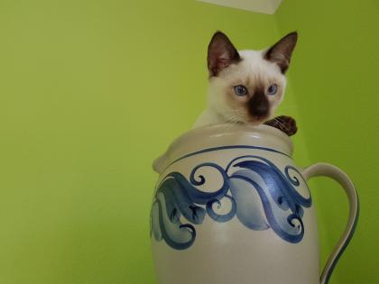 Siamkatze Thaikatze alte Art der Siam Kater Kitten blue point