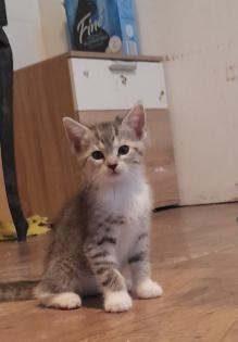 3 süße kitten mädels