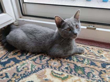 Kater grau 4 5 Monate