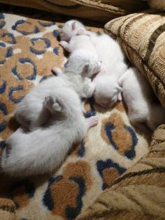 5 reinrassige Thai Siam Seal Point Kitten