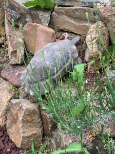 2- und 3-jährige Landschildkrötenbabies Testudo Marginata Breitrandschildkröten aus artgerechter l