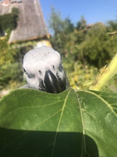 Graupapagei Henne zu verkaufen