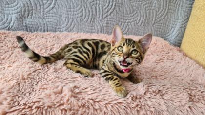 Wunderschöne Bengal Kitten gechipt geimpft mit Stammbaum