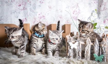 BKH-Kitten im Whiskas-Look Black-Silver-Classic-Tabby/-Spotted abzugeben