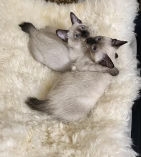 Schöne Babys Mekong bobtail