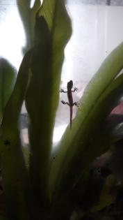 Terrarium mit zwei Jungferngeckos und viel Zubehör