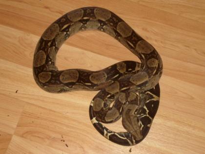 Boa Constrictor 100 Het. Albino ENZ 2022