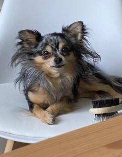Chihuahua in Langhaar