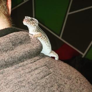 2 Leopardgecko Weibchen mit Terrarium