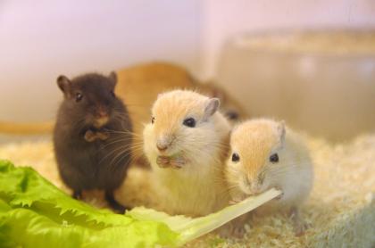 Vergebe Rennmausnachwuchs Männchen Weibchen