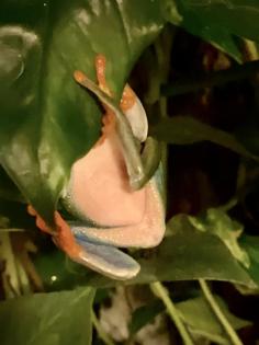 Rotaugenlaubfrösche Agalychnis callidryas