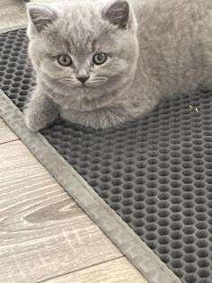 Britisch kurzhaar kitten
