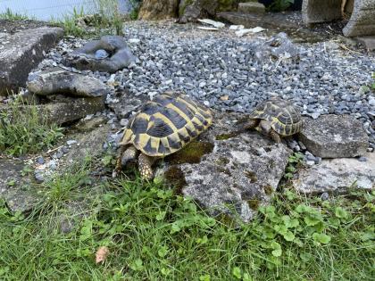 Zwei Eier legende griechische Landschildkröten abzugeben