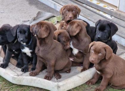 Labradorwelpen