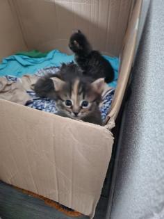 Süsse Main Coon Kitten