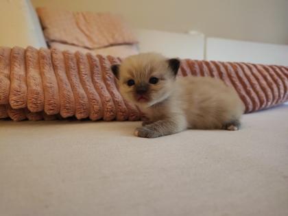 Ragdoll Main Coon Kitten suchen Zuhause