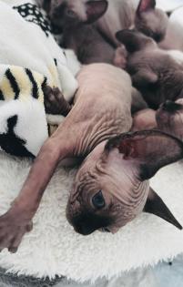 5 Canadian Sphynx suchen liebevolles zuhause ab dem 27. 11. 2023