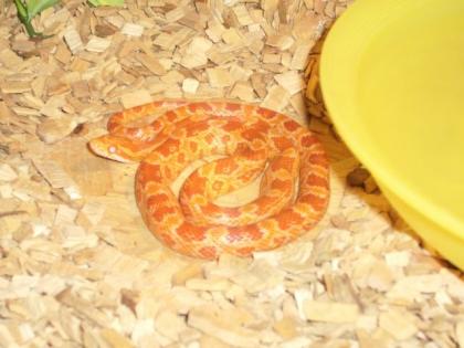Kornnattern Albino und Classic