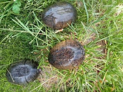 Biete adulte Moschusschildkrötenweibchen Sternotherus odoratus