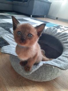 Tonkanese Kitten -650 00 Euro VB