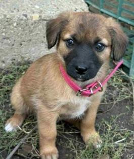 Mona - Hundekind Mona mit den schönen Augen