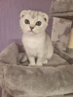 Britisch Kurzhaar Kitten