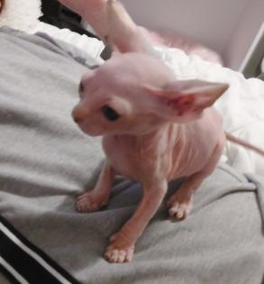 Zwei kleine süsse canadian sphynx kitten mit Tasthaaren suchen noch ein liebevolles zu Hause.
