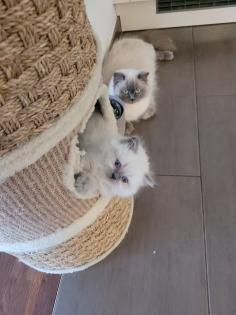 Reinrassige BLH Kitten in Blue Point suchen liebevolle Familie