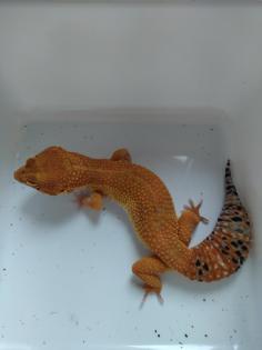 Leopardgecko Männchen Blood x Bold Bandit