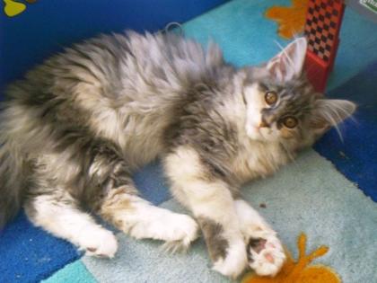 MaineCoon Kitten in red-creme und blue mit papiere