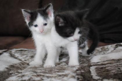 Katzenbabys. Männlich. 6 Wochen alt.