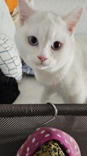 Hauskatze/Kater/männliche Katze