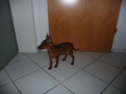 Rehpinscher Zergpinscher 12 Wo. alt Rüde