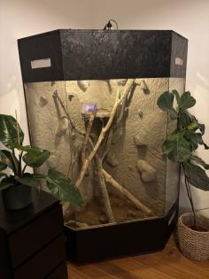 Kornnatter Albino inkl. Terrarium und Zubehör abzugeben